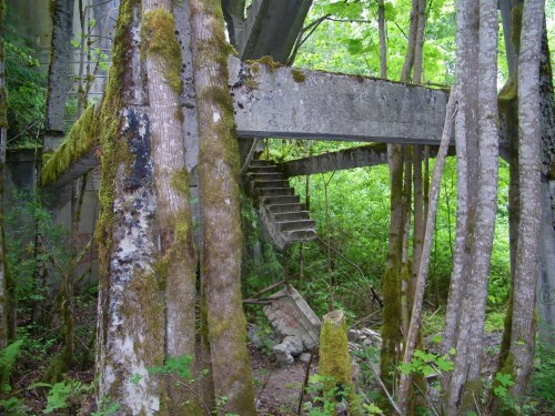 Abandoned concrete structure partially hidden by trees, with moss-covered stairs leading to an overgrown area.