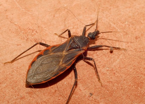 Close-up of a dark brown insect with long legs and antennae on a textured surface.