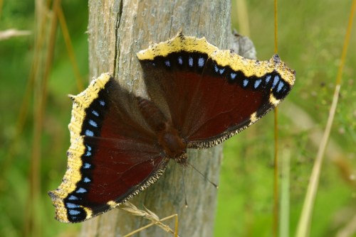 A butterfly with dark brown wings and yellow edges rests on a wooden post, surrounded by green foliage.