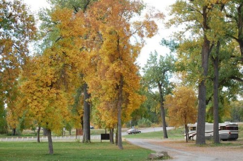 A scenic view of trees with vibrant autumn leaves along a winding path, with a car and RV in the background.