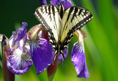 A butterfly with black and yellow wings perched on vibrant purple iris flowers in a lush green setting.