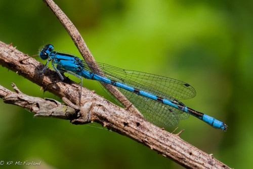 A vibrant blue dragonfly perched on a twig, with a blurred green background.