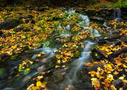 A serene stream flows over rocks, surrounded by vibrant autumn leaves in a tranquil forest setting.