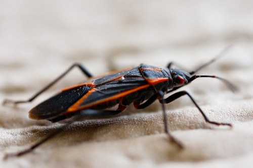 Close-up of a black and orange insect with long legs, resting on a textured surface.