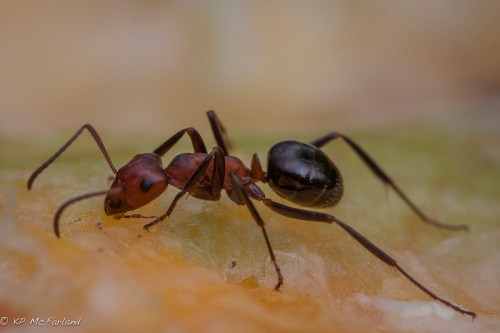Close-up of a brown ant with a black abdomen, crawling on a textured surface.