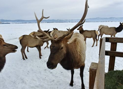 A group of elk stands on a snowy landscape, with one elk in the foreground showcasing its large antlers.