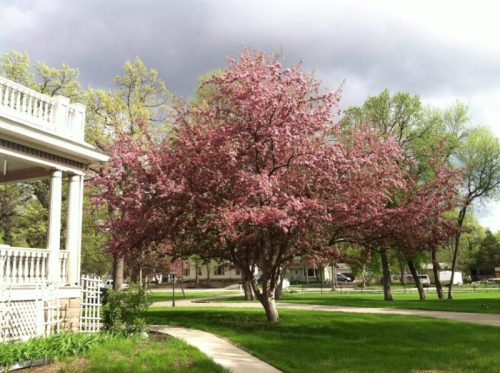 A blooming pink tree stands in a green yard, with a cloudy sky and a house in the background.