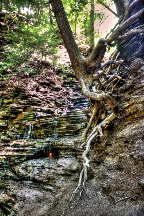 A tree with exposed roots grows alongside a rocky cliff, with a small waterfall cascading down the stones.