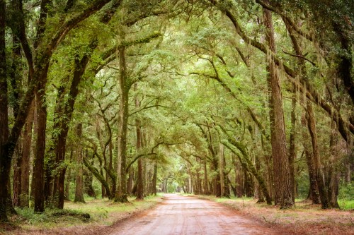 A serene dirt road lined with tall, green trees, creating a natural archway of leaves overhead.