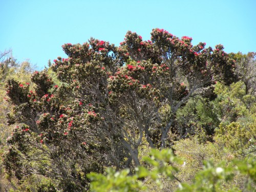 A lush tree with vibrant red flowers against a clear blue sky, surrounded by green foliage.