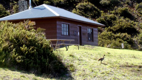 A wooden cabin on a grassy hillside, with a bird in the foreground and lush vegetation surrounding the area.