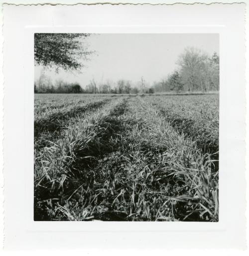 Black and white photo of a grassy field with visible tire tracks leading into the distance. Trees line the background.