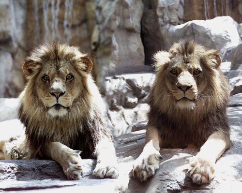 Two lions resting on rocky terrain, looking directly at the camera with intense expressions.