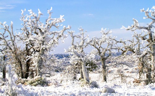 Snow-covered trees in a winter landscape under a clear blue sky.