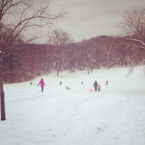 Children and adults sledding down a snowy hill, surrounded by bare trees and a cloudy sky.