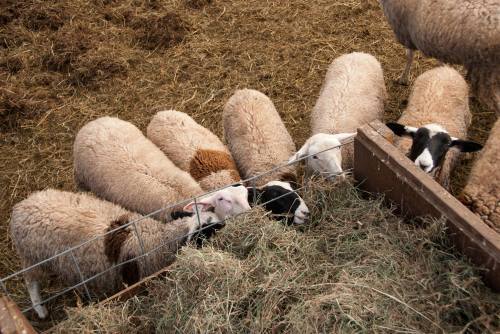 A group of sheep gathered around a feeding trough filled with hay in a barn setting.
