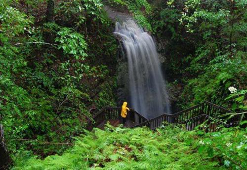 A person in a yellow raincoat stands by a waterfall surrounded by lush greenery and ferns.