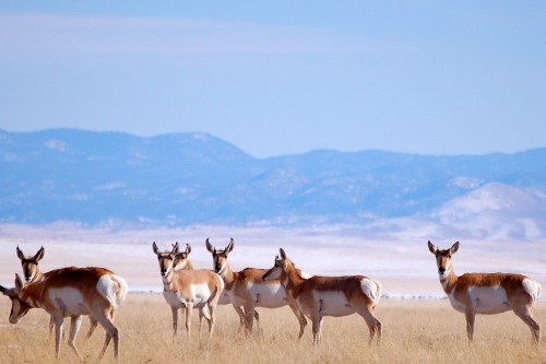 A group of pronghorn antelope stands in a grassy field with mountains in the background under a clear blue sky.