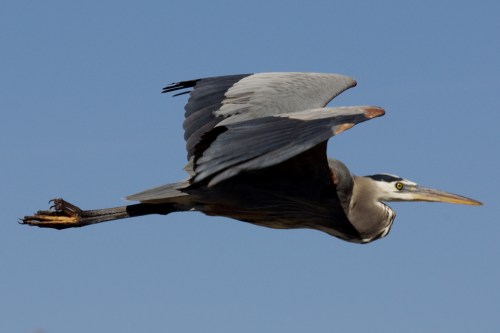 A great blue heron in flight against a clear blue sky, showcasing its long wings and slender body.
