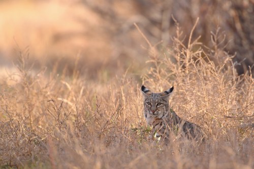 A bobcat sits camouflaged among tall grasses in a natural setting, blending into the warm, golden landscape.