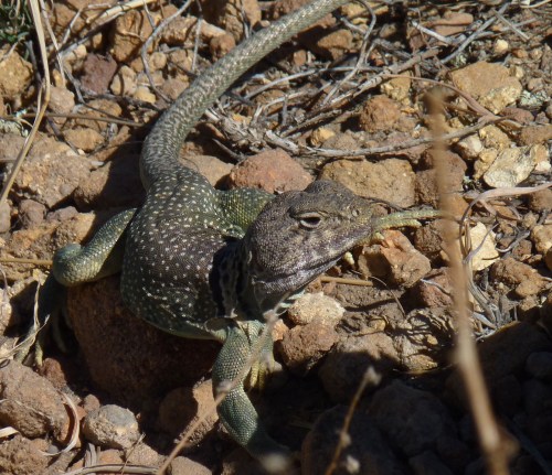 A lizard with a textured body and distinctive markings rests on rocky ground among dry vegetation.