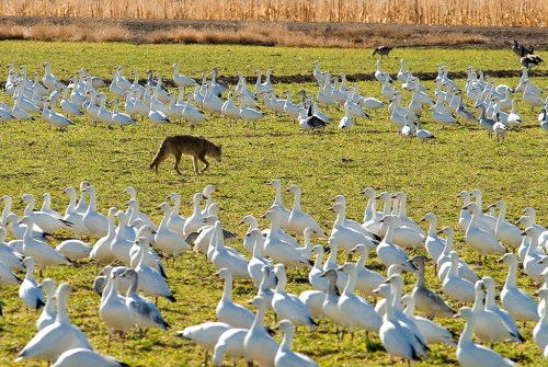A coyote walks through a field of white geese, with tall grass and a golden backdrop of reeds in the distance.