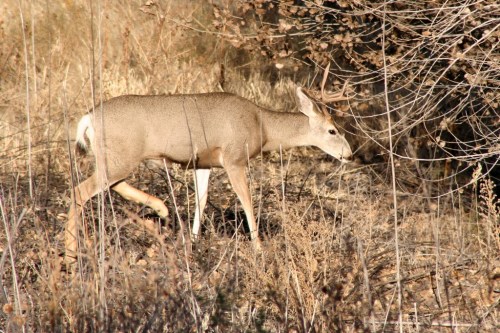 A deer walking through a dry, grassy area with sparse vegetation and autumn leaves.