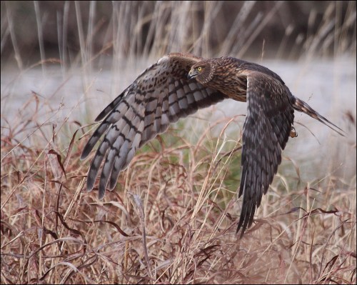 A hawk in flight, wings spread wide, gliding over tall grasses in a natural setting.