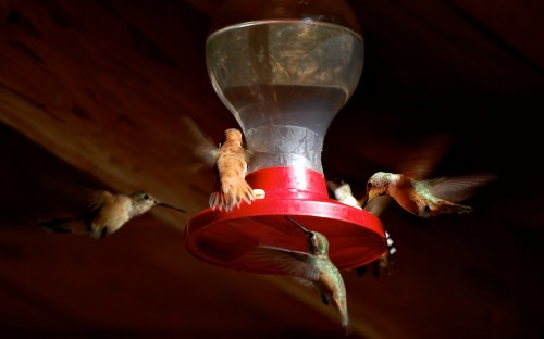 A group of hummingbirds feeding at a red nectar feeder, with blurred wings capturing their rapid movement.