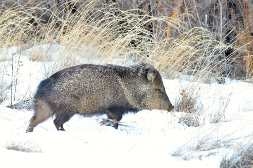 A wild boar walking through a snowy landscape with tall grass in the background.