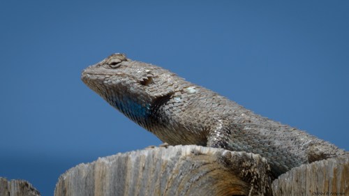 A lizard perched on a wooden post, basking in the sun against a clear blue sky.