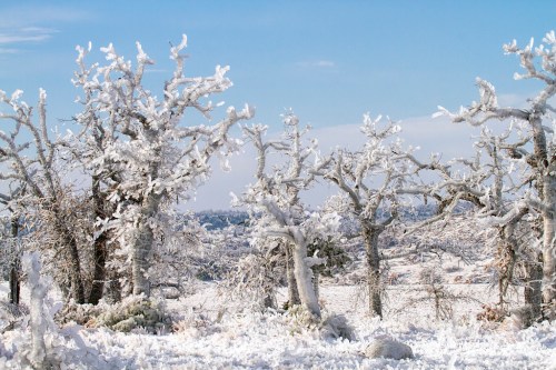 Snow-covered trees against a clear blue sky, creating a serene winter landscape.