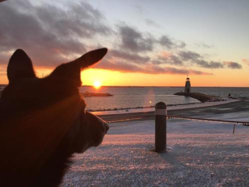 A dog gazes at a sunset over a snowy shoreline, with a lighthouse in the distance.