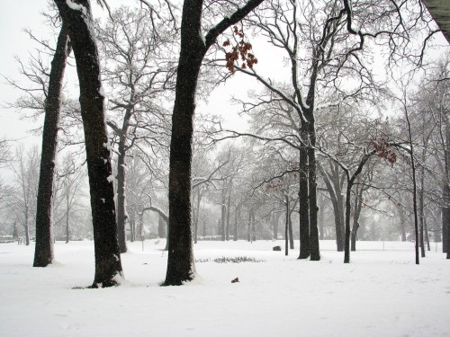 A snowy landscape with bare trees and a white blanket of snow covering the ground in a quiet park setting.