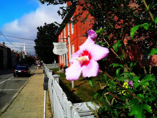 A pink hibiscus flower in front of a brick building with a sign reading "Warner House" on a sunny day.