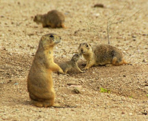 Three prairie dogs on a sandy ground, one standing upright while the others sit nearby.