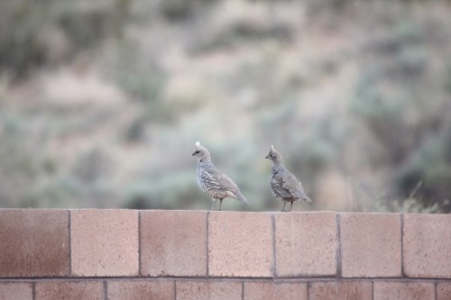 Two birds with spotted feathers standing on a brick wall, with a blurred natural background.