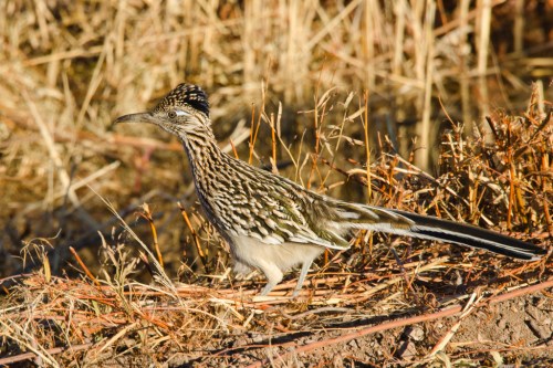 A roadrunner stands on dry grass, showcasing its distinctive long tail and striped feathers in a natural setting.