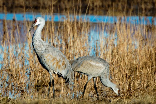 Two cranes stand in a grassy area near a body of water, surrounded by tall golden grasses.