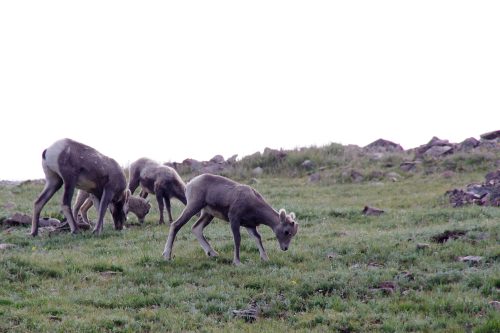 A group of young bighorn sheep grazing on a grassy hillside with rocky terrain in the background.