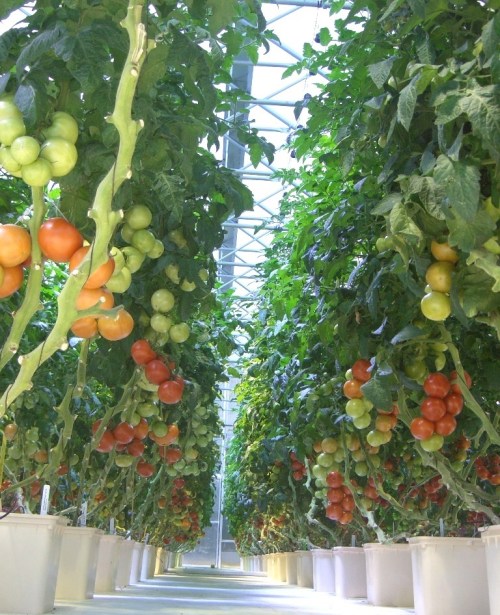 A greenhouse filled with rows of tomato plants, showcasing green and ripe red tomatoes hanging from the vines.
