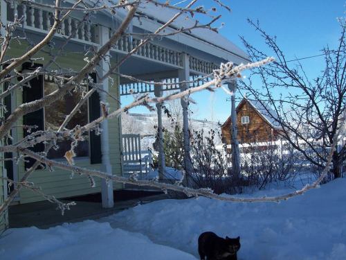 A snowy landscape with a house, porch, and a black cat walking near frosted branches under a clear blue sky.