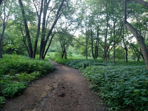 A winding dirt path through a lush green forest with tall trees and dense undergrowth.