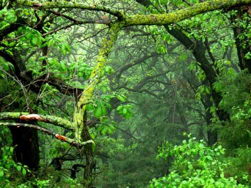 Lush green forest with moss-covered branches and dense foliage, shrouded in mist.