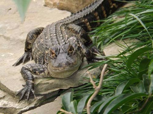 A close-up of a crocodile resting on rocks surrounded by green grass.