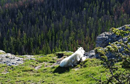 A white goat rests on a rocky ledge, overlooking a lush green forest in the background.