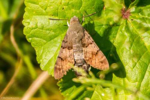 A brown moth resting on a green leaf, showcasing its textured wings and natural surroundings.