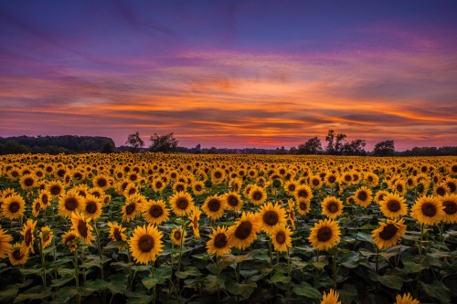 A vibrant field of sunflowers under a colorful sunset sky with shades of orange and purple.