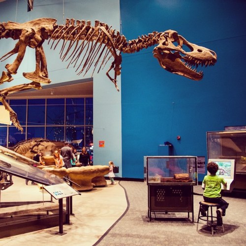 A dinosaur skeleton on display in a museum, with visitors observing and a child sitting at a nearby exhibit.