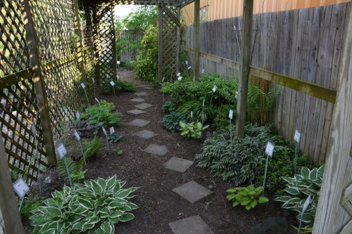 A garden path lined with various plants and ferns, bordered by wooden trellises and a wooden fence.